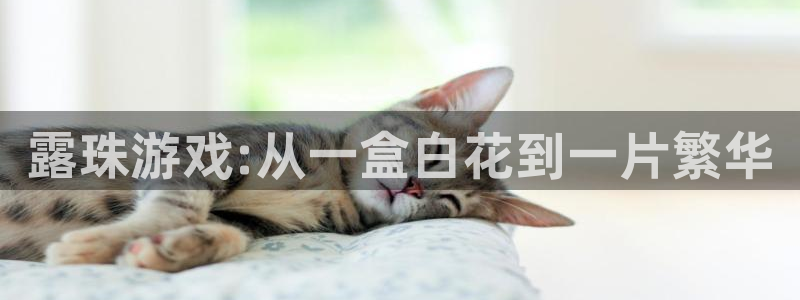 亿万28品牌策划团队介绍：露珠游戏:从一盒白花到一片繁华