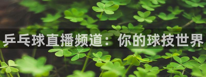 熊猫高清直播
